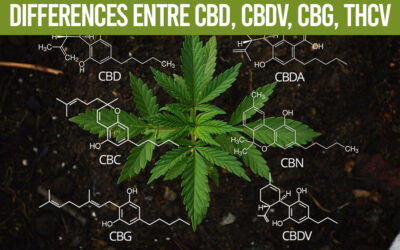Cannabinoids: differences between CBD, CBDV, CBG, THCV
