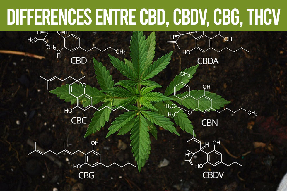 Cannabinoids: Differences Between CBD, CBDV, CBG, THCV - PoppersPlanet