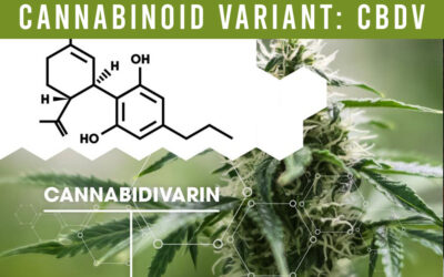 Cannabinoid variant: CBDV cannabidivarin