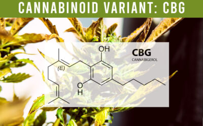 Cannabinoid variant: CBG